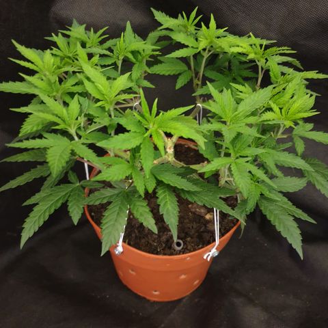 Blue Kush 3 2024/25 growlog timeline photo