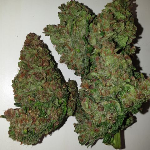 Red Poison 2 2024/25 growlog photo: Removed top half of the plant. 
Noticed tiny bit of suspected budrot near the top. Will dry the section of bud below as looks all clear 