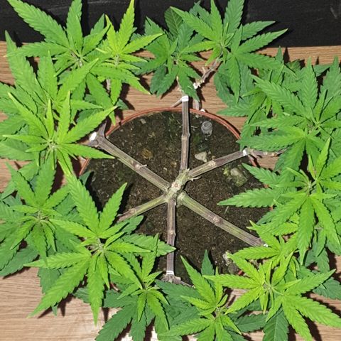 Blue Kush 3 2024/25 growlog timeline photo