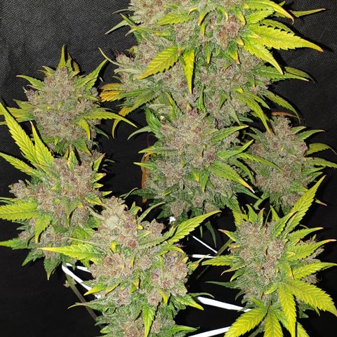 Red Poison 2 2024/25 growlog timeline photo