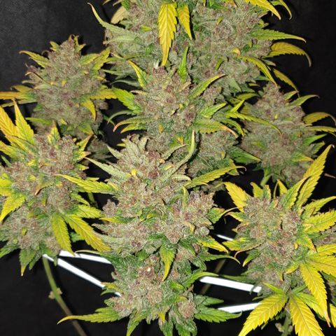 Red Poison 2 2024/25 growlog timeline photo