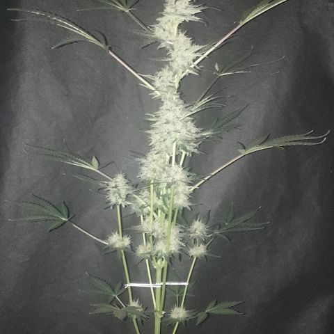 AmzXRedP 2025 growlog timeline photo
