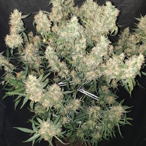 Cream 1 2024/25 growlog timeline photo
