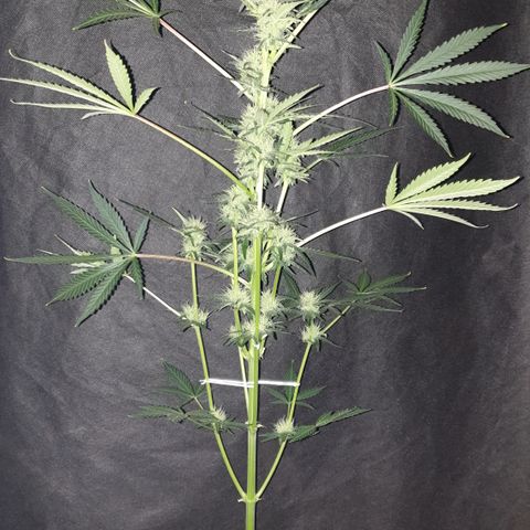 AmzXRedP 2025 growlog timeline photo