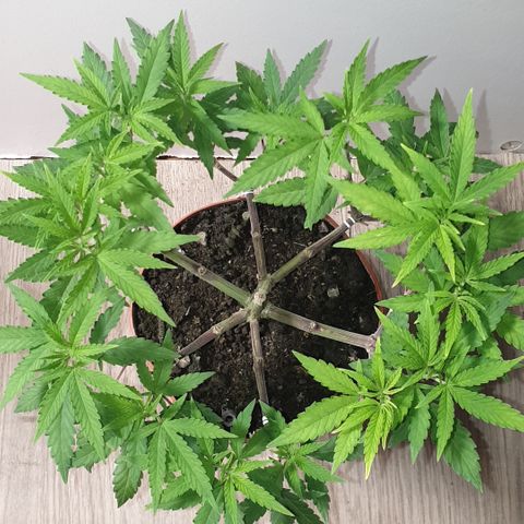 Blue Kush 3 2024/25 growlog timeline photo