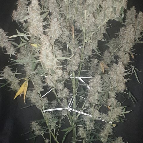Cream 1 2024/25 growlog timeline photo