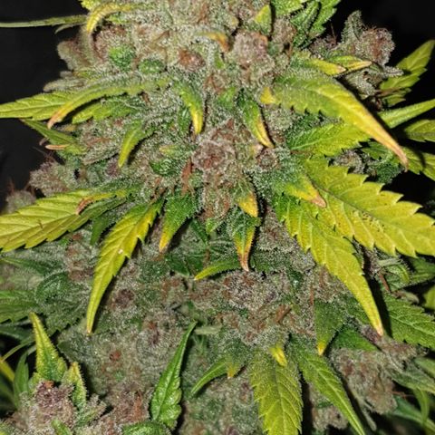 Red Poison 2 2024/25 growlog timeline photo