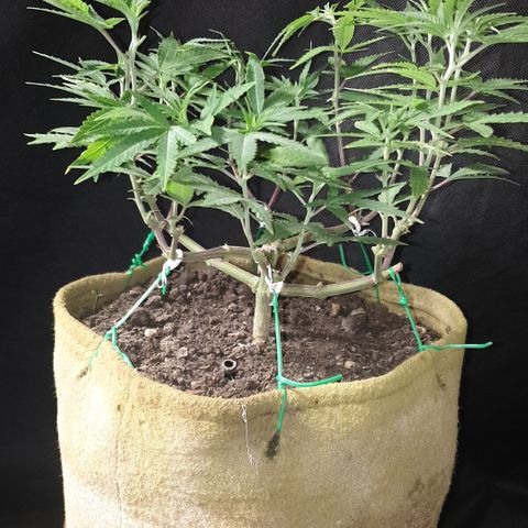Blue Kush 3 2024/25 growlog timeline photo