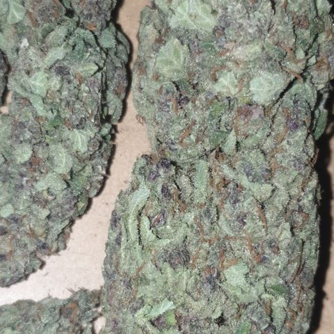 Red Poison 2 2024/25 growlog timeline photo