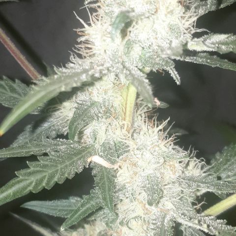 AmzXRedP 2025 growlog timeline photo