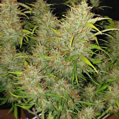 Gelato 1 2024/25 growlog timeline photo