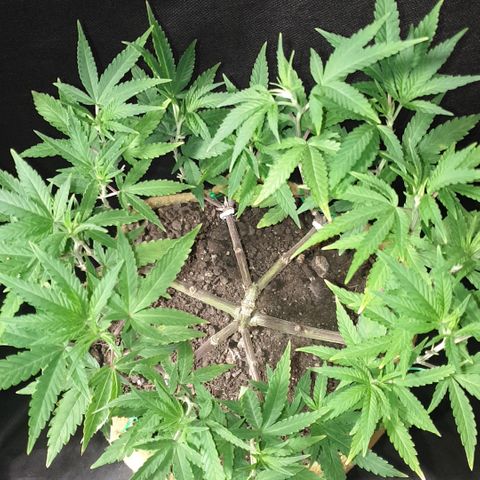 Blue Kush 3 2024/25 growlog timeline photo