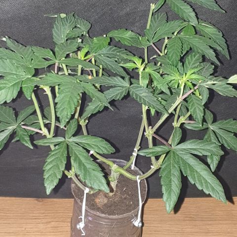Unknown 1 2024/25 growlog timeline photo