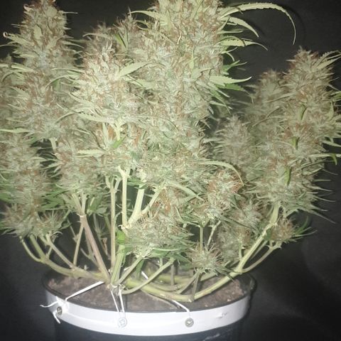 Gelato 1 2024/25 growlog timeline photo