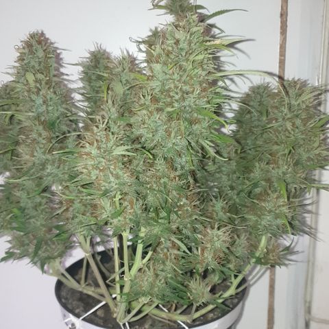 Gelato 1 2024/25 growlog timeline photo