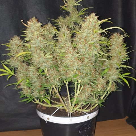 Gelato 1 2024/25 growlog timeline photo
