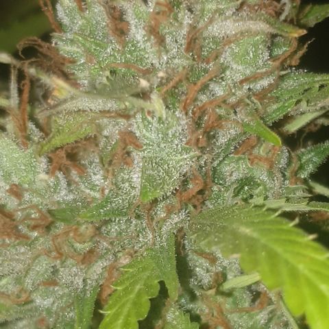 Gelato 1 2024/25 growlog timeline photo