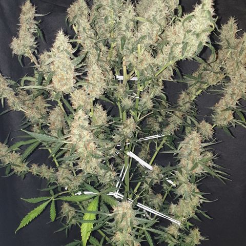 Cream 1 2024/25 growlog timeline photo