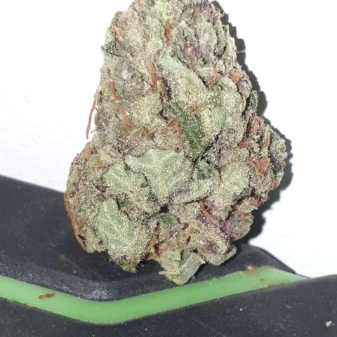 Red Poison 2 2024/25 growlog photo: Top half of the plant that was removed a week ago. 
