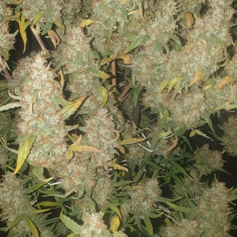 Cream 1 2024/25 growlog timeline photo