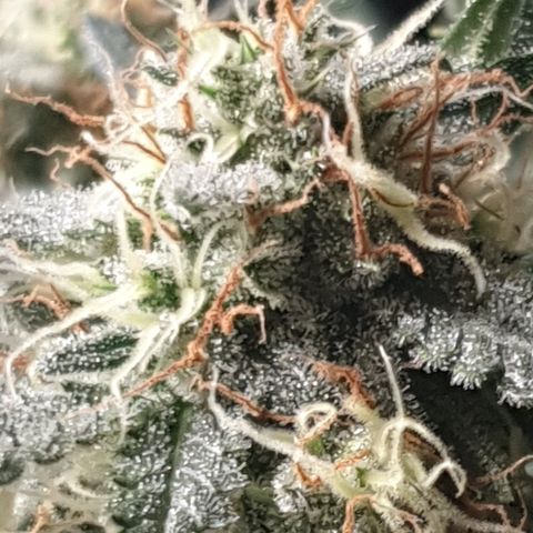 AmzXRedP 2025 growlog timeline photo