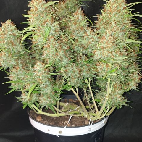 Gelato 1 2024/25 growlog timeline photo