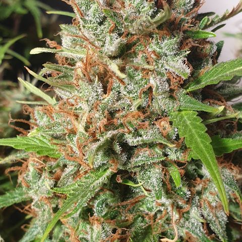 Gelato 1 2024/25 growlog timeline photo