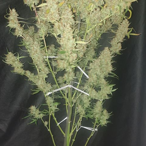 Cream 1 2024/25 growlog timeline photo