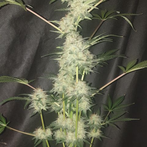 AmzXRedP 2025 growlog timeline photo
