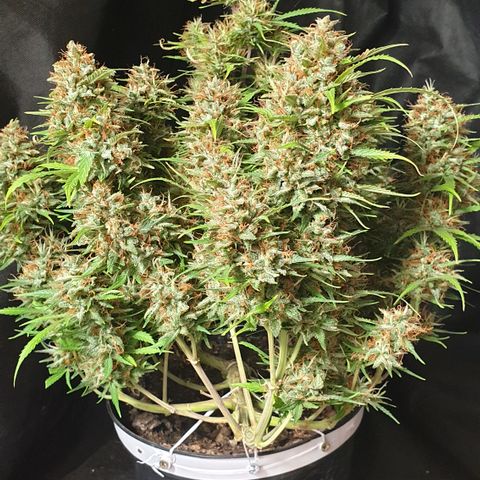 Gelato 1 2024/25 growlog timeline photo