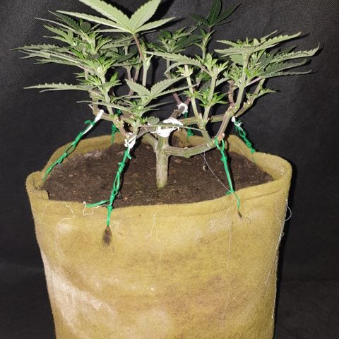 Blue Kush 3 2024/25 growlog timeline photo