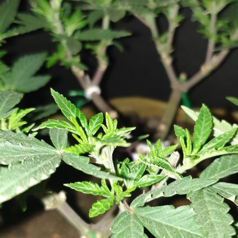 Blue Kush 3 2024/25 growlog timeline photo