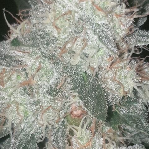 AmzXRedP 2025 growlog timeline photo