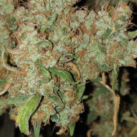 Cream 1 2024/25 growlog timeline photo