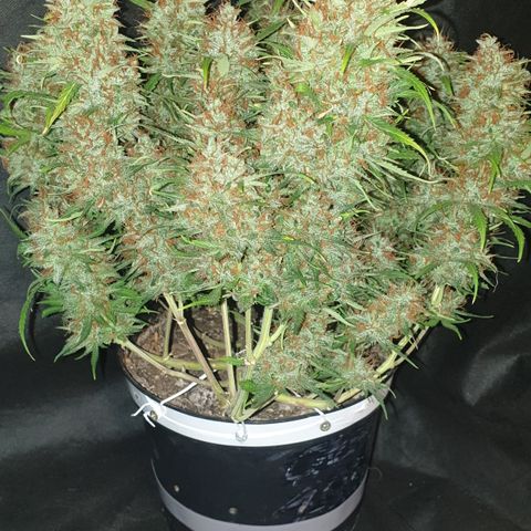Gelato 1 2024/25 growlog timeline photo