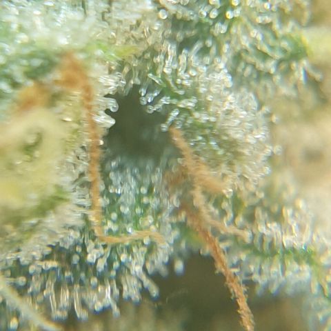 AmzXRedP 2025 growlog timeline photo