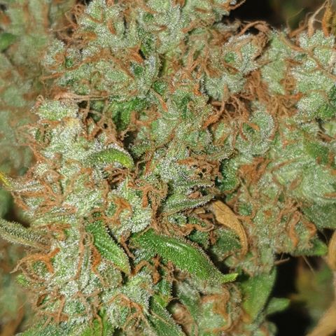 Cream 1 2024/25 growlog timeline photo