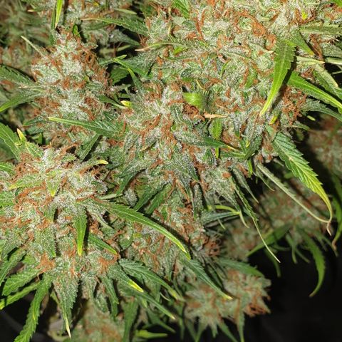 Gelato 1 2024/25 growlog timeline photo