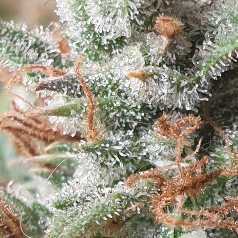 Gelato 1 2024/25 growlog timeline photo