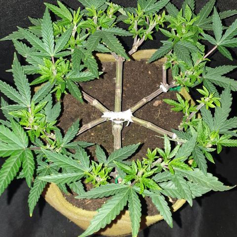 Blue Kush 3 2024/25 growlog timeline photo