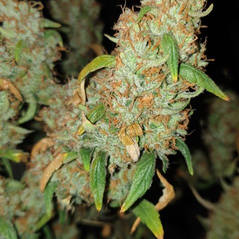Cream 1 2024/25 growlog timeline photo