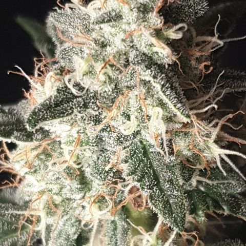 AmzXRedP 2025 growlog timeline photo