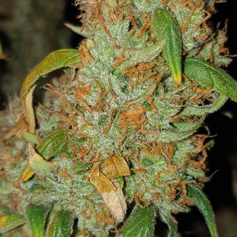 Cream 1 2024/25 growlog timeline photo