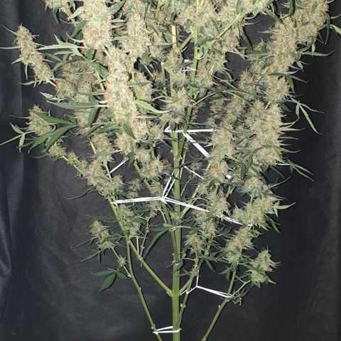 Cream 1 2024/25 growlog timeline photo