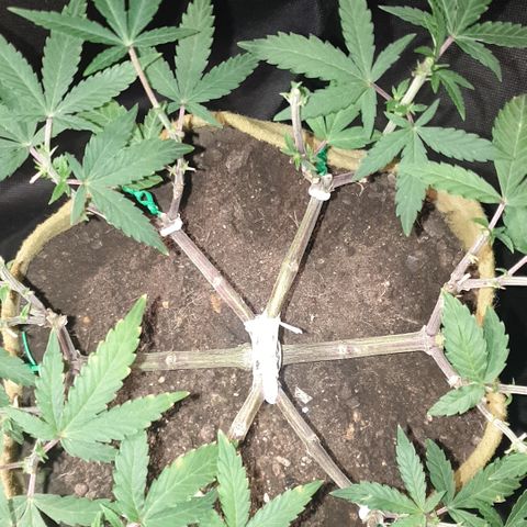 Blue Kush 3 2024/25 growlog timeline photo