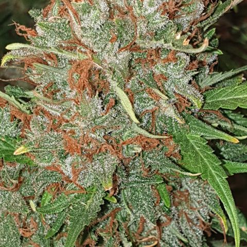 Gelato 1 2024/25 growlog timeline photo
