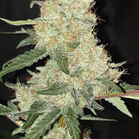 AmzXRedP 2025 growlog timeline photo