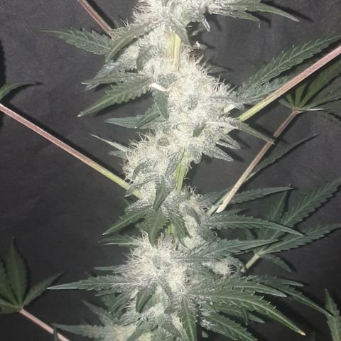 AmzXRedP 2025 growlog timeline photo