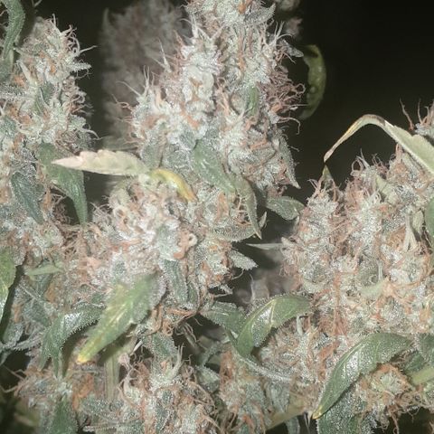 Cream 1 2024/25 growlog timeline photo