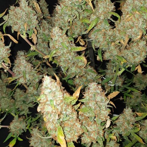 Cream 1 2024/25 growlog timeline photo